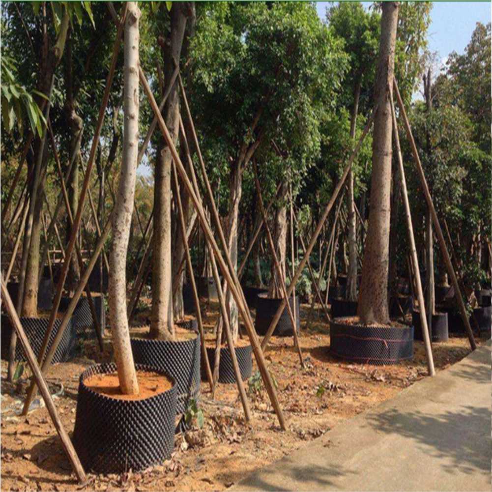 Grow Container Garden Tree Bon - Nursery 评论和价格